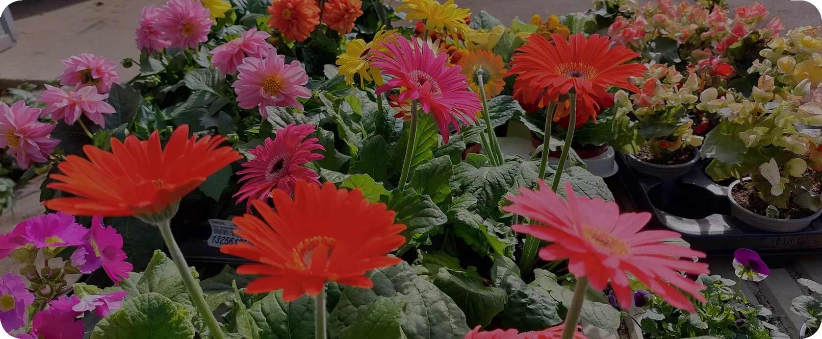 La Fleur De L’ouanne